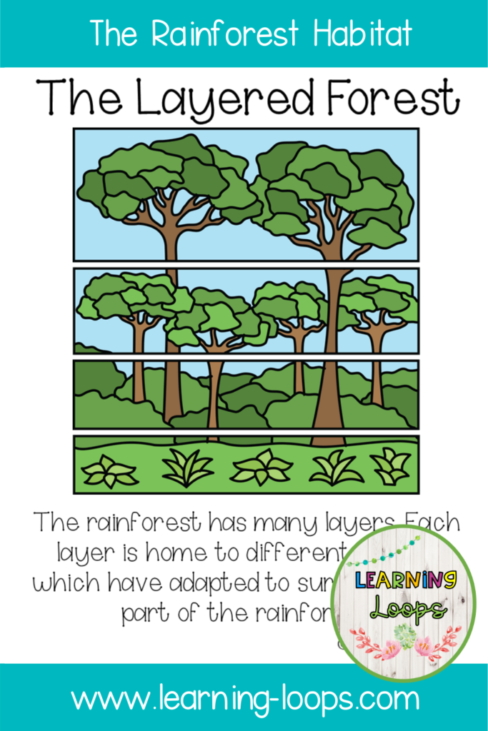 all-about-rainforest-layers