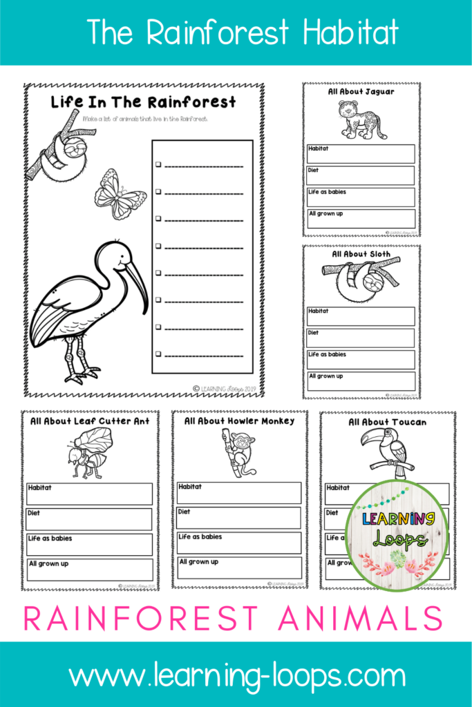 rainforest-animals-worksheets