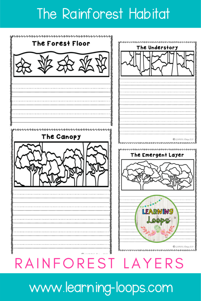 rainforest-layers-worksheets