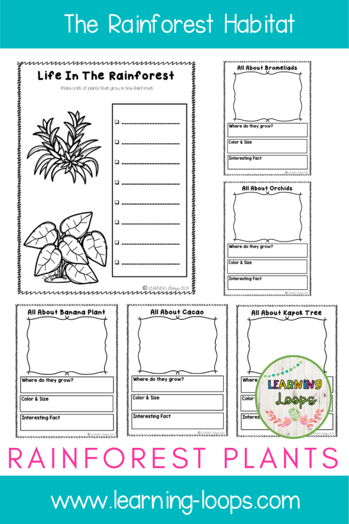rainforest-habitat-worksheets