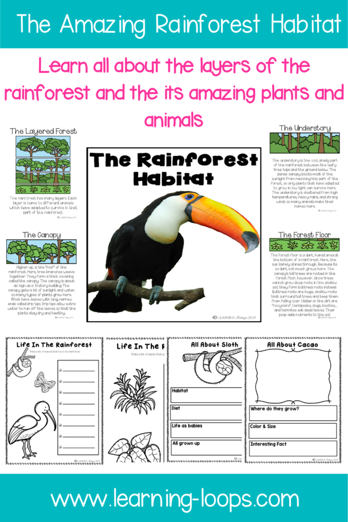 rainforest-thematic-unit