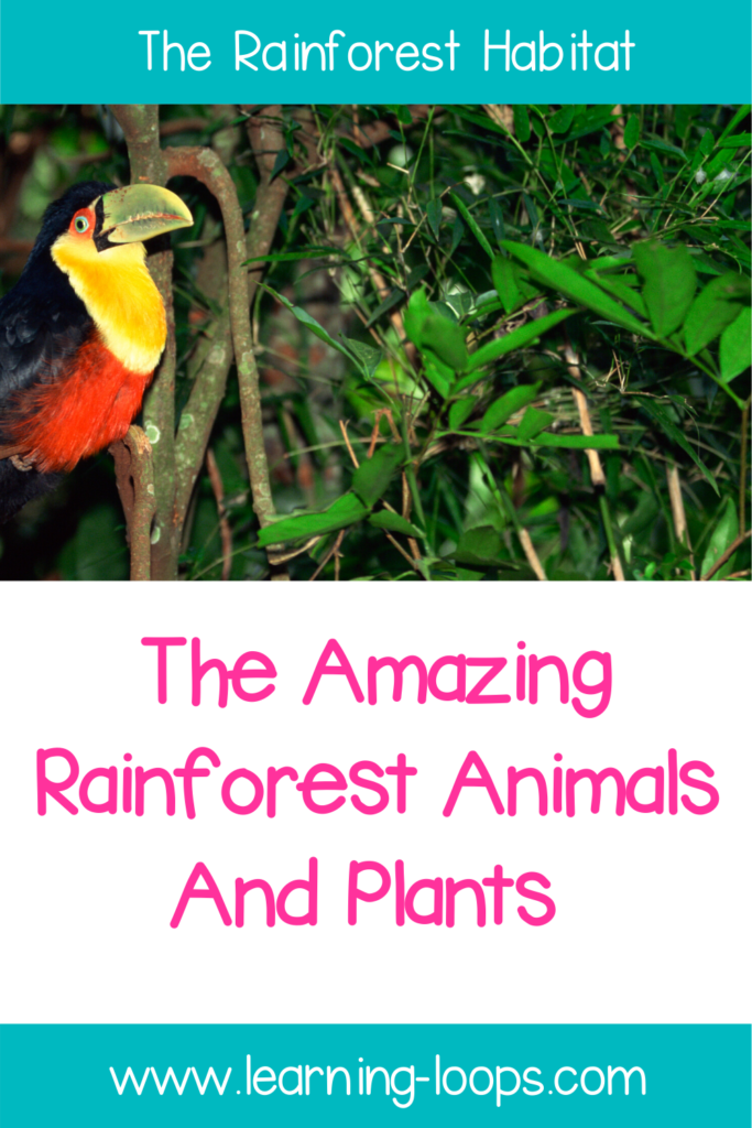 all-about-rainforest-habitat